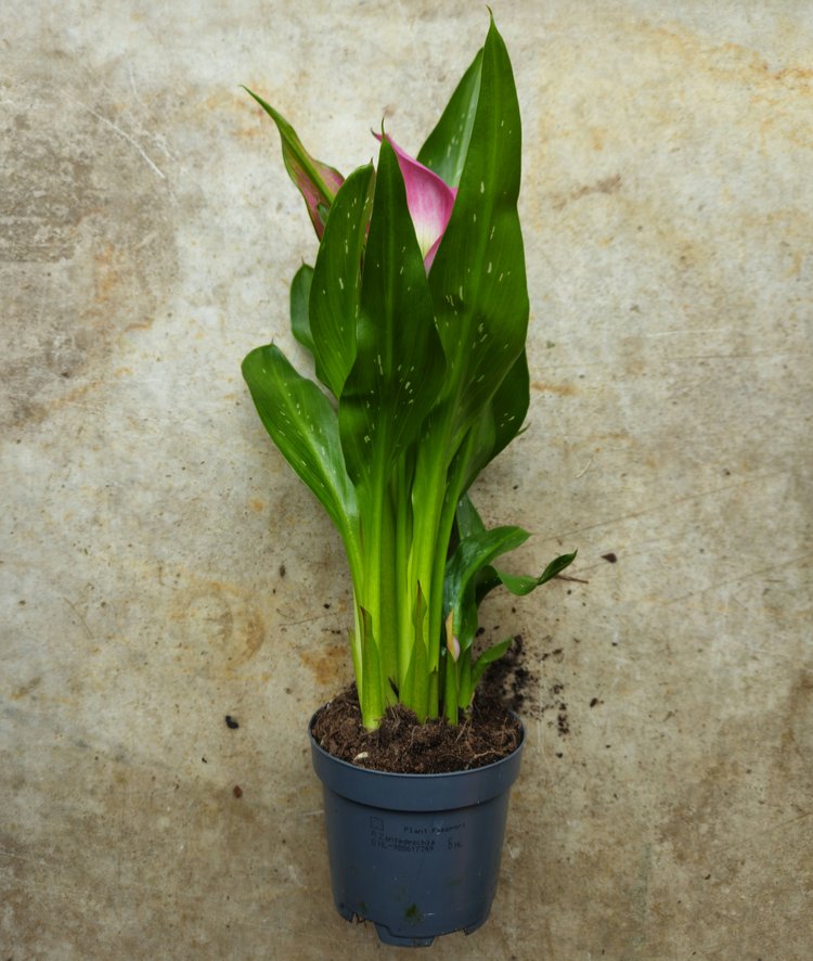 Zantedeschia &