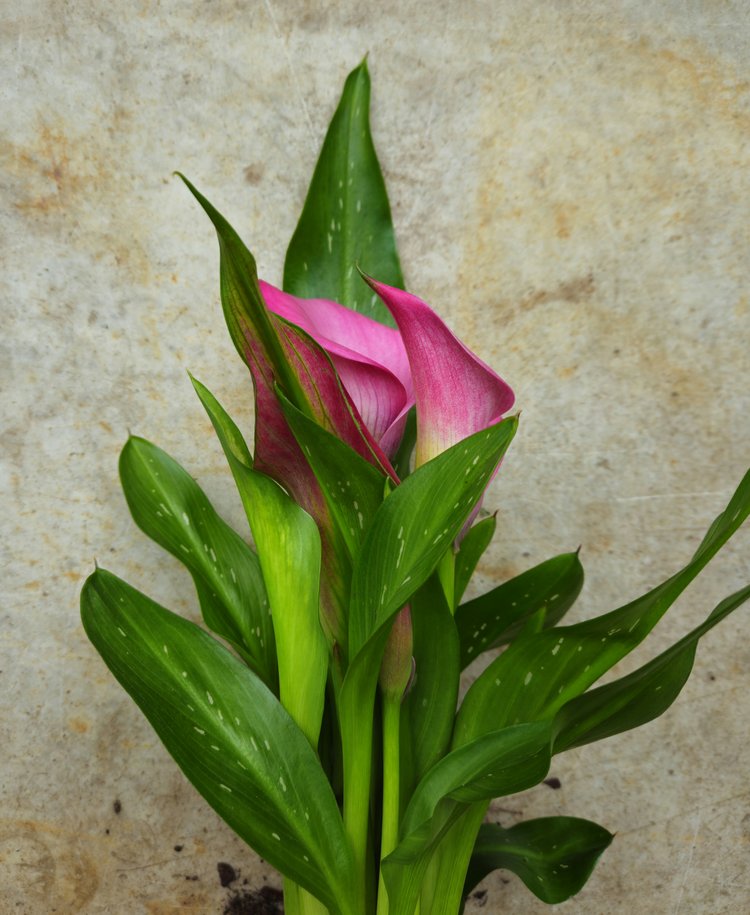 Zantedeschia &