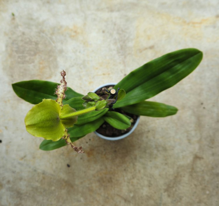 Paphiopedilum orchid (Lady slipper Orchid)