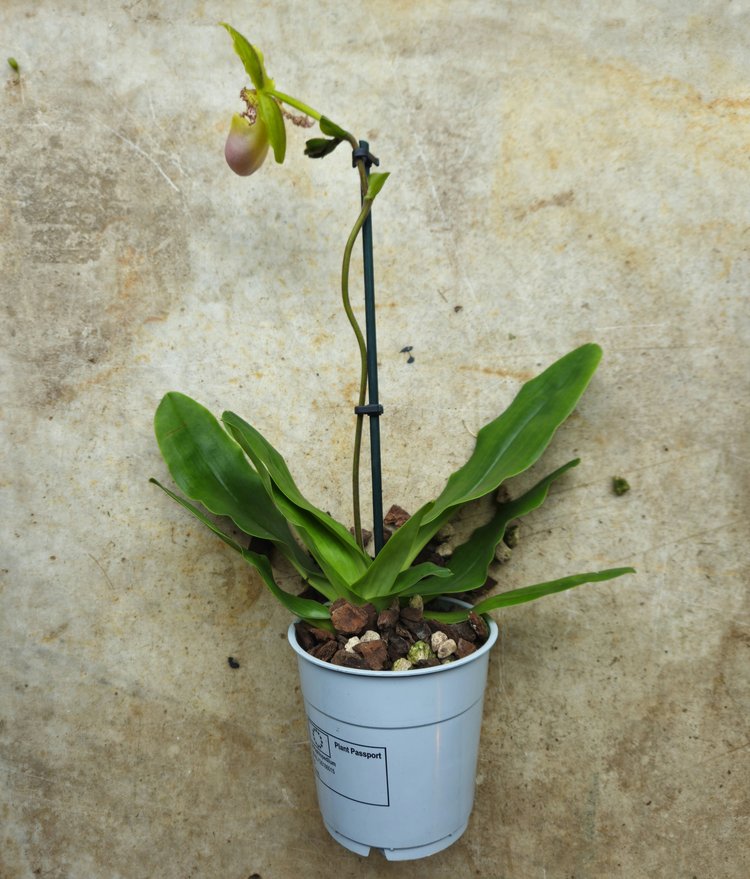Paphiopedilum orchid (Lady slipper Orchid)