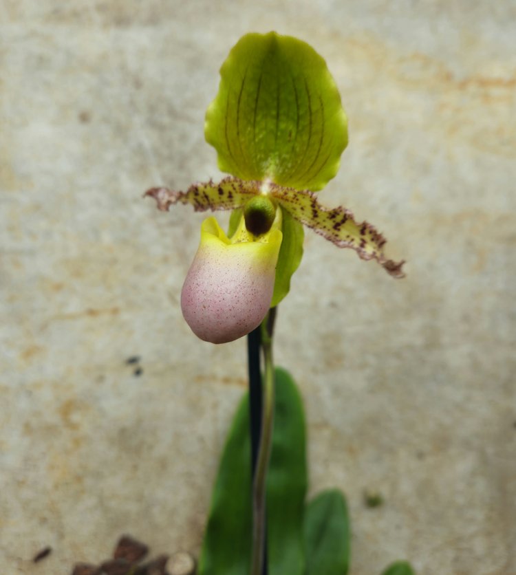 Paphiopedilum orchid (Lady slipper Orchid)