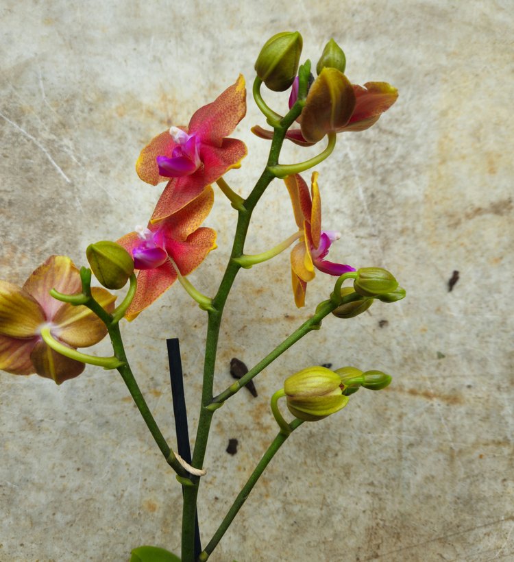 Phalaenopsis orchid (Moth orchid)