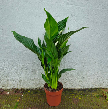 Spathiphyllum &