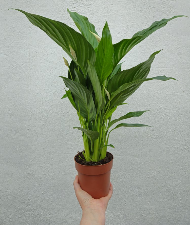 Spathiphyllum &