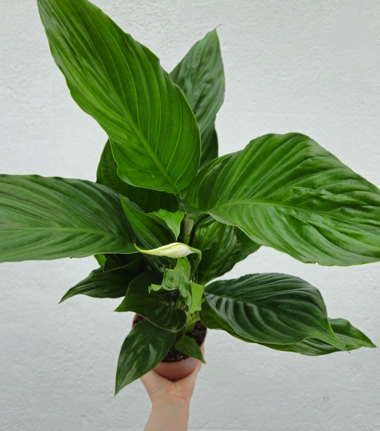 Spathiphyllum &