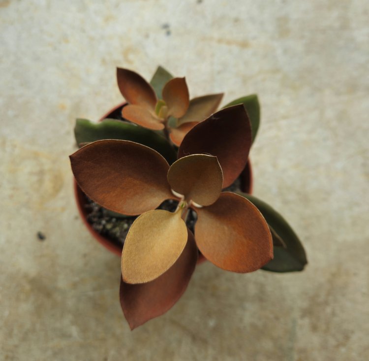 Kalanchoe orygalis (Copper spoons)
