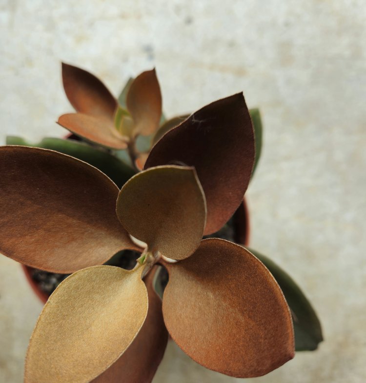 Kalanchoe orygalis (Copper spoons)