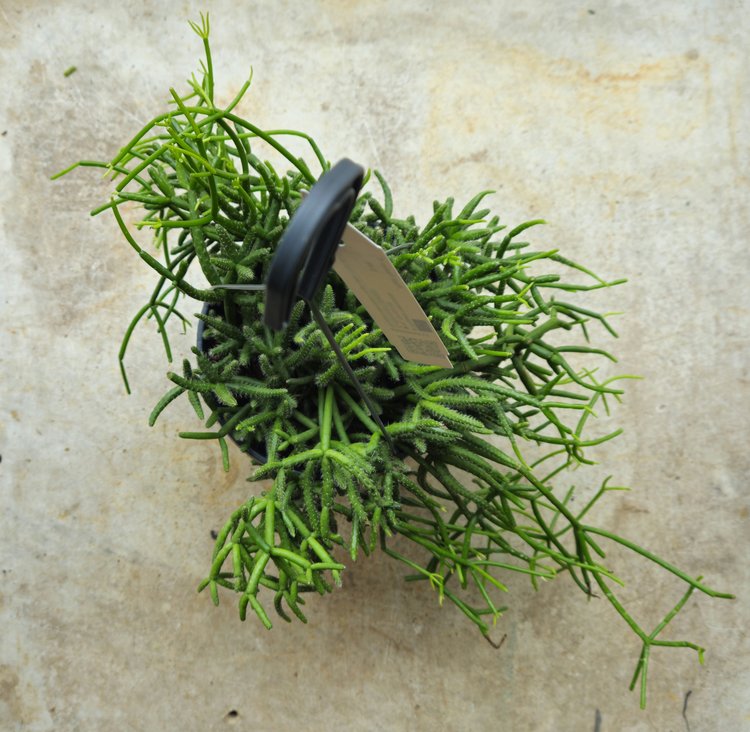 Rhipsalis heteroclada (Mistletoe Cactus)