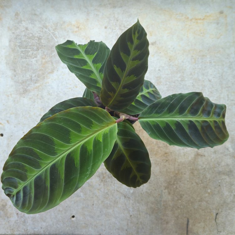 Goeppertia warscewiczii syn. Calathea warscewiczii (Jungle Velvet) 12cm