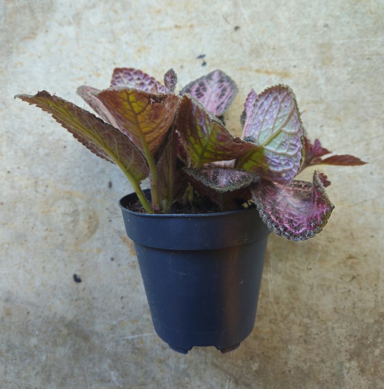 Episcia  (Flame violet) -2 colours available