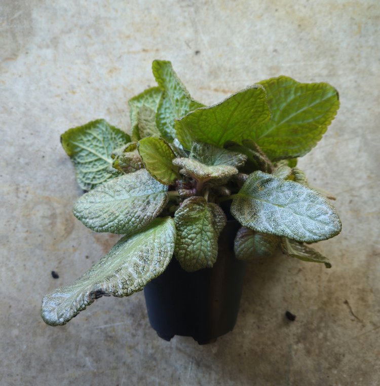 Episcia  (Flame violet) -2 colours available