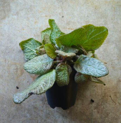 Episcia  (Flame violet) -2 colours available