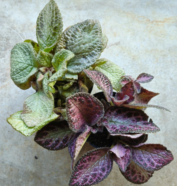 Episcia  (Flame violet) -2 colours available