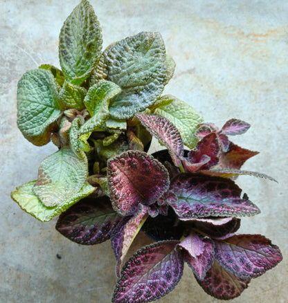 Episcia  (Flame violet) -2 colours available