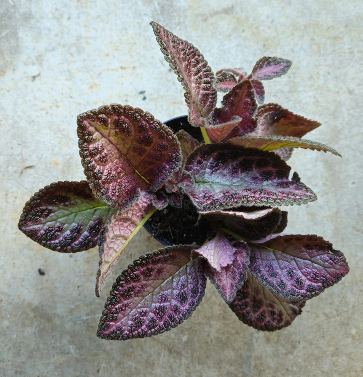 Episcia  (Flame violet) -2 colours available