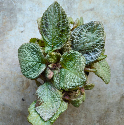 Episcia  (Flame violet) -2 colours available