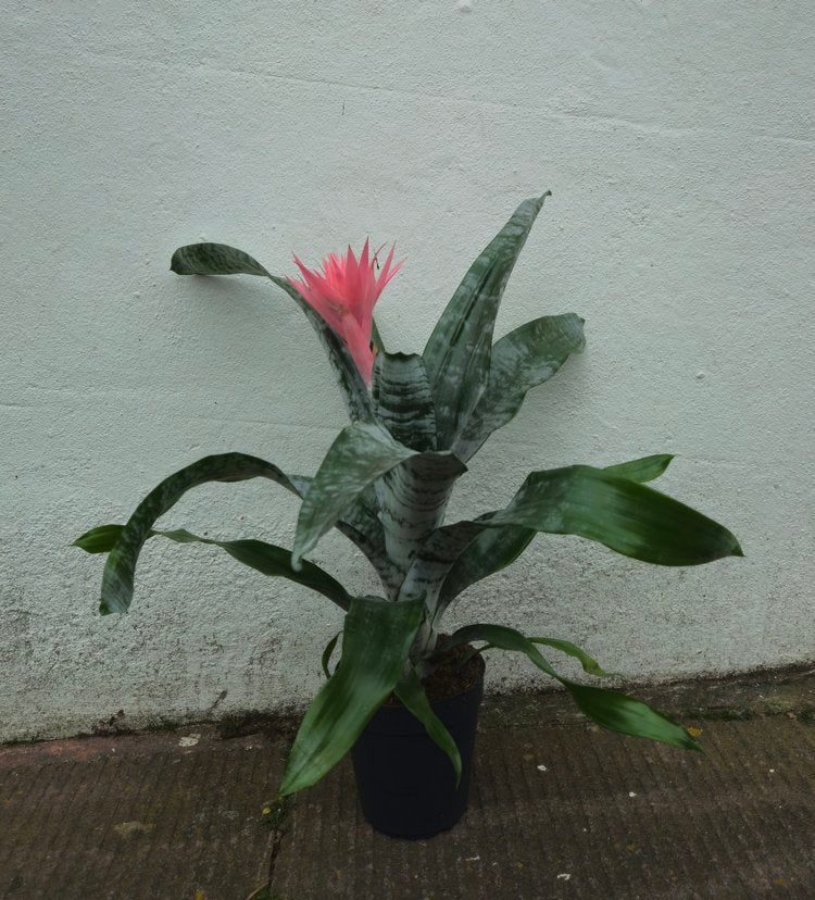 Aechmea fascinator (Silver vase/Bromeliad)