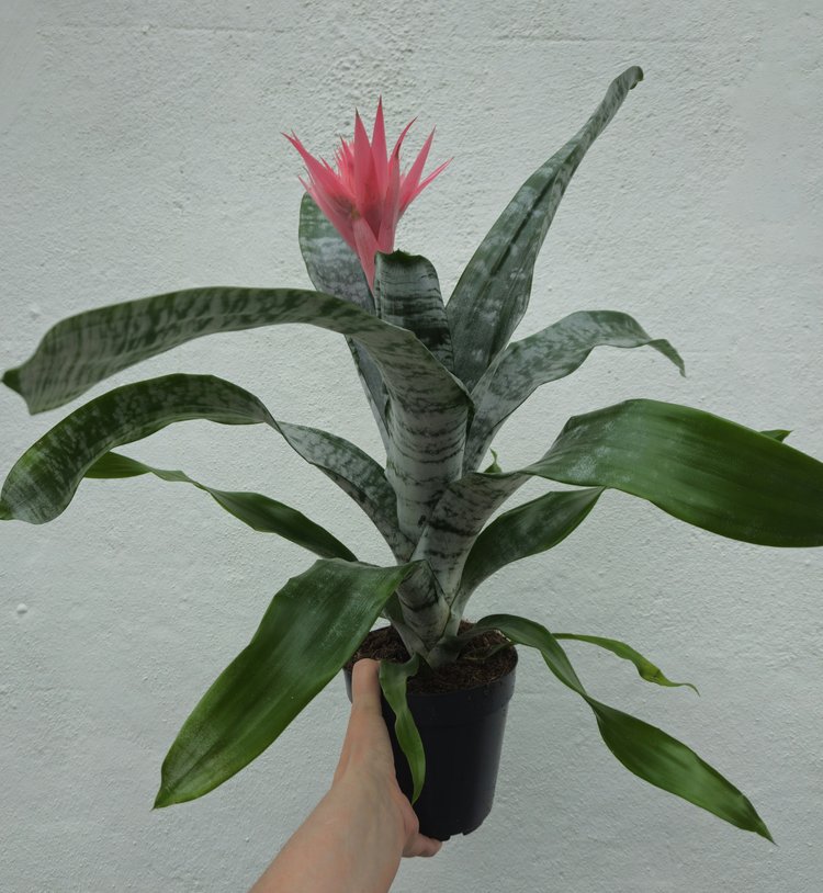 Aechmea fascinator (Silver vase/Bromeliad)