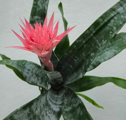 Aechmea fascinator (Silver vase/Bromeliad)