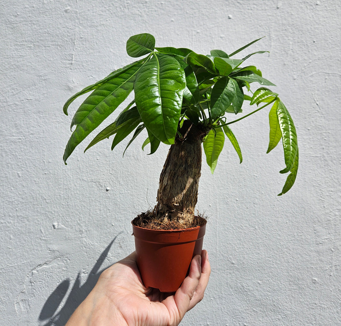 Pachira aquatica (Guiana Chestnut/ Money Tree)