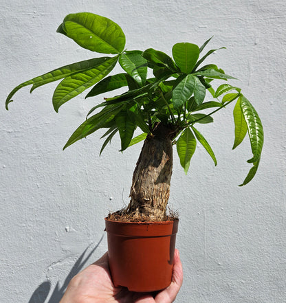 Pachira aquatica (Guiana Chestnut/ Money Tree)