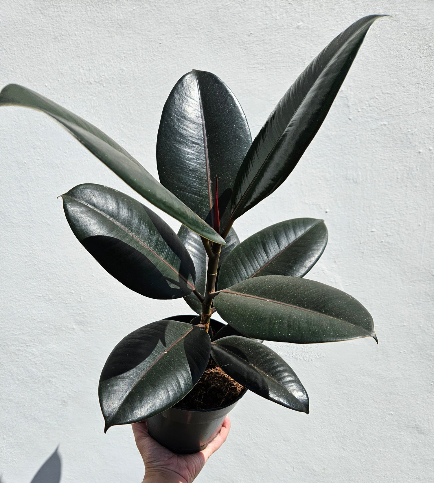 Ficus elastica (Rubber Plant) -4 varieties available