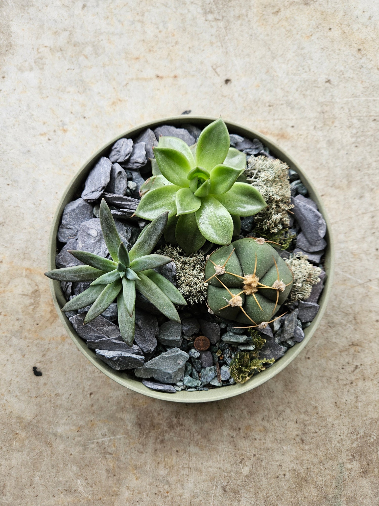 Small round Husk Disk Open Terrarium