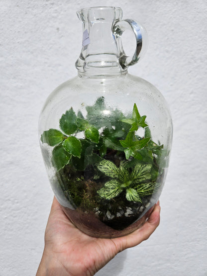 Small demi-john closed terrarium