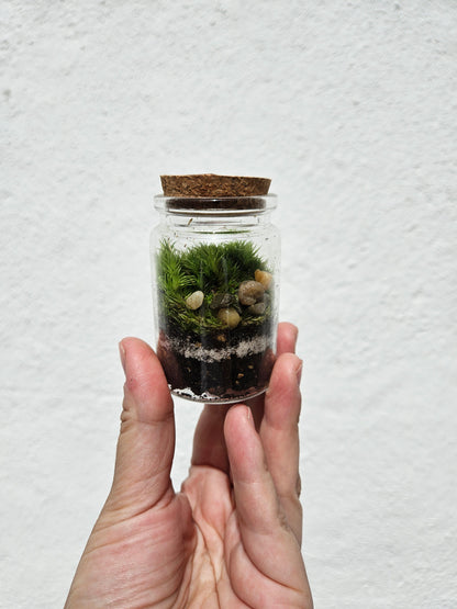 Teeny tiny closed terrarium with cork