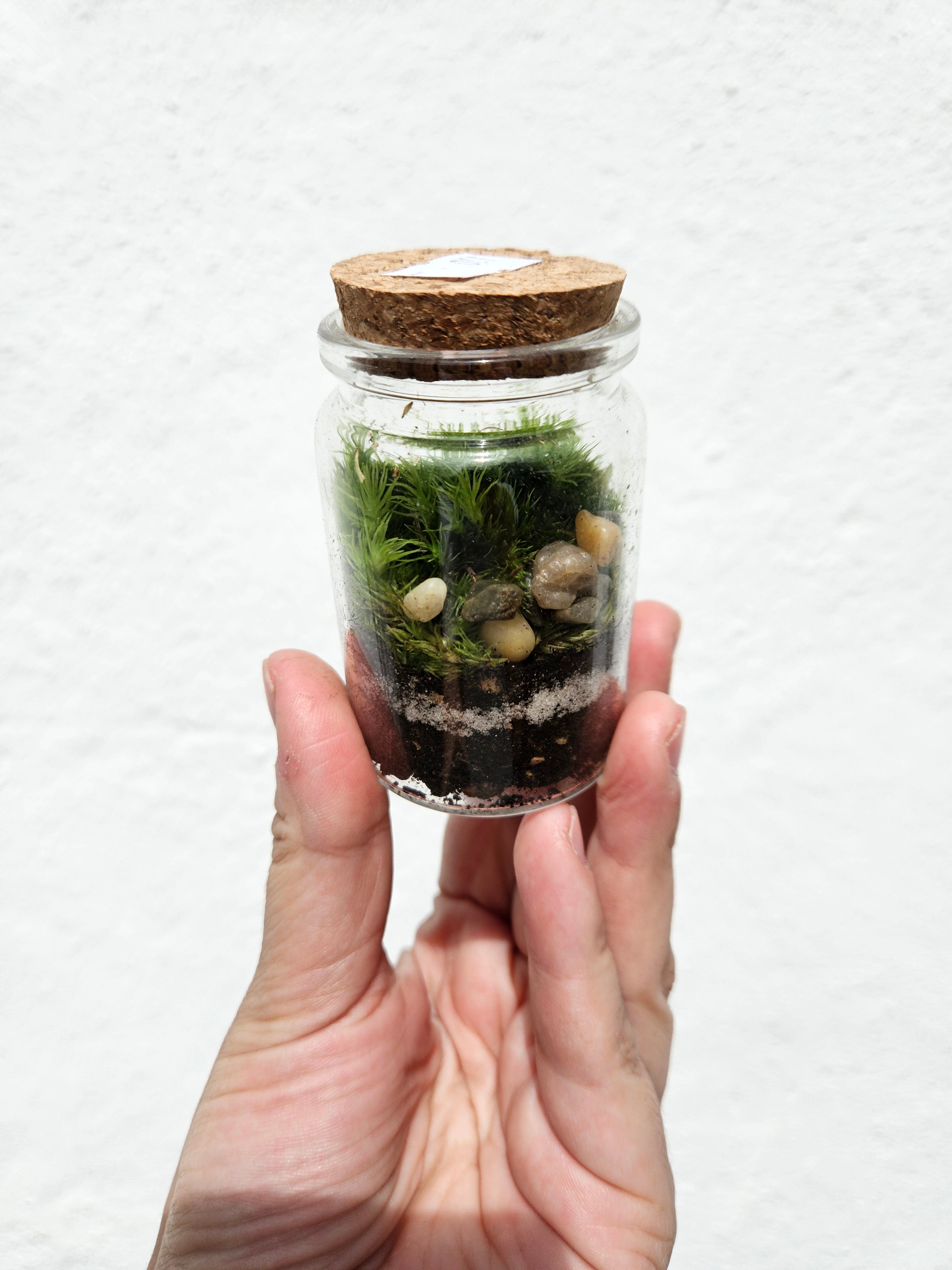 Teeny tiny closed terrarium with cork