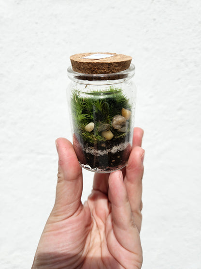 Teeny tiny closed terrarium with cork