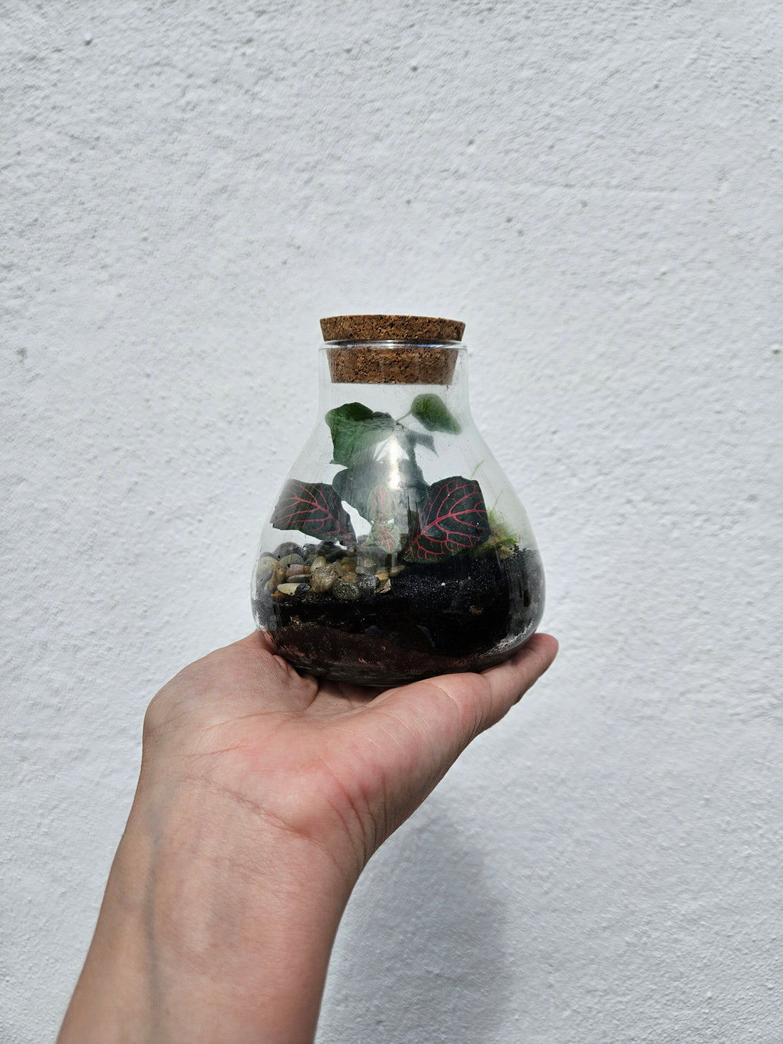 Small Conical Flask Closed Terrarium