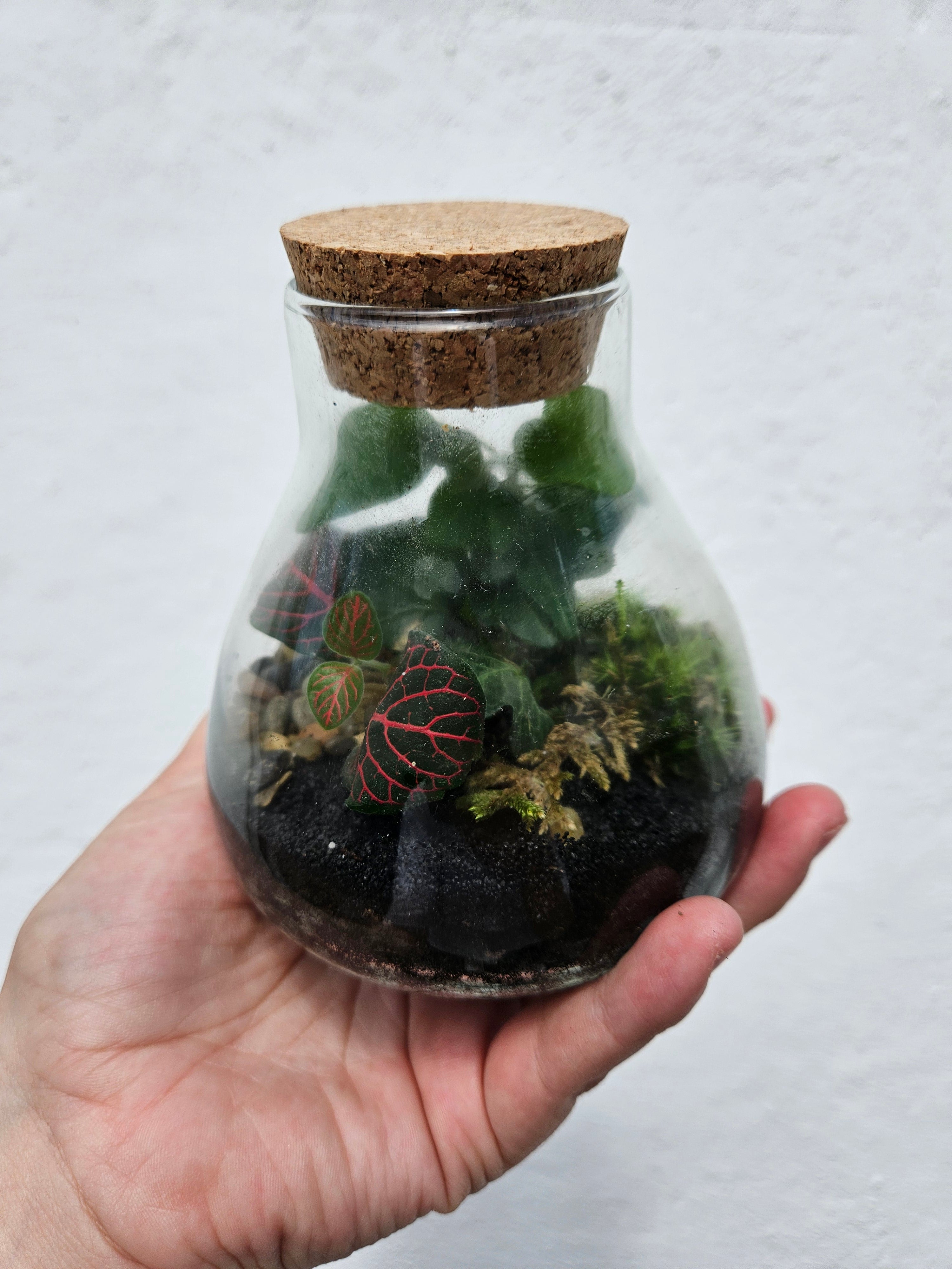 Small Conical Flask Closed Terrarium