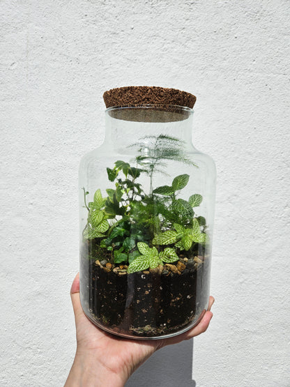 Medium Glass Vase Closed Terrarium