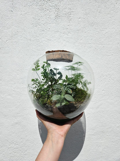 Medium dome shaped closed terrarium with antique cork