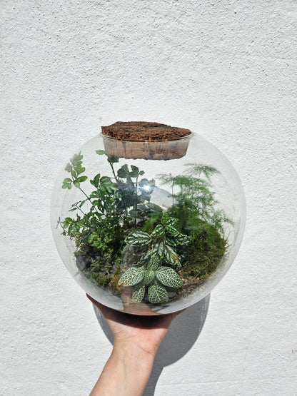 Medium dome shaped closed terrarium with antique cork