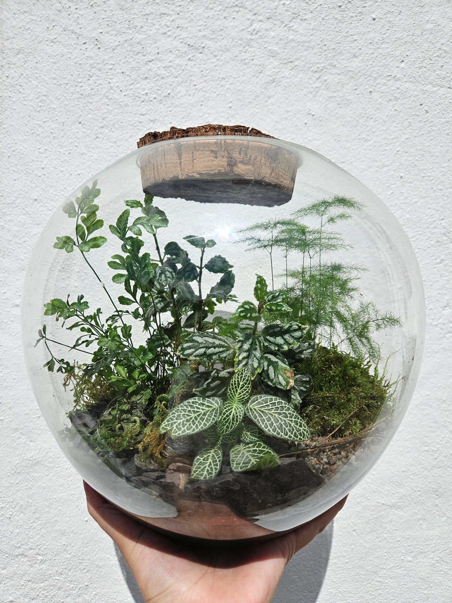 Medium dome shaped closed terrarium with antique cork