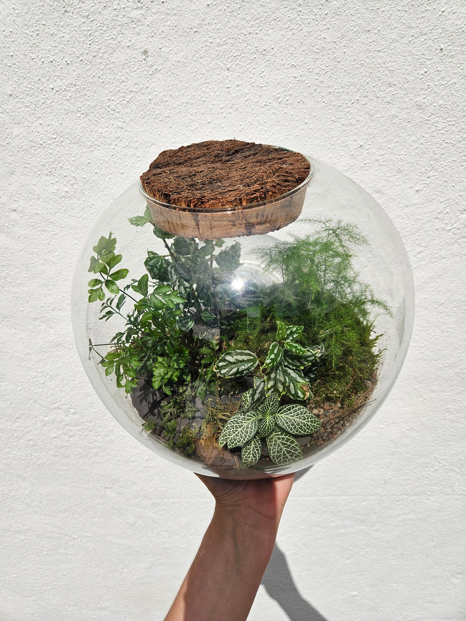 Medium dome shaped closed terrarium with antique cork