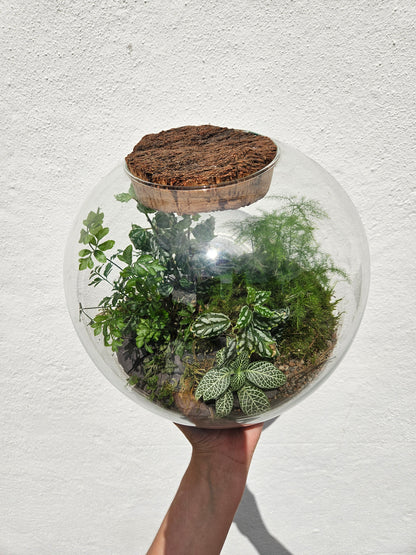 Medium dome shaped closed terrarium with antique cork