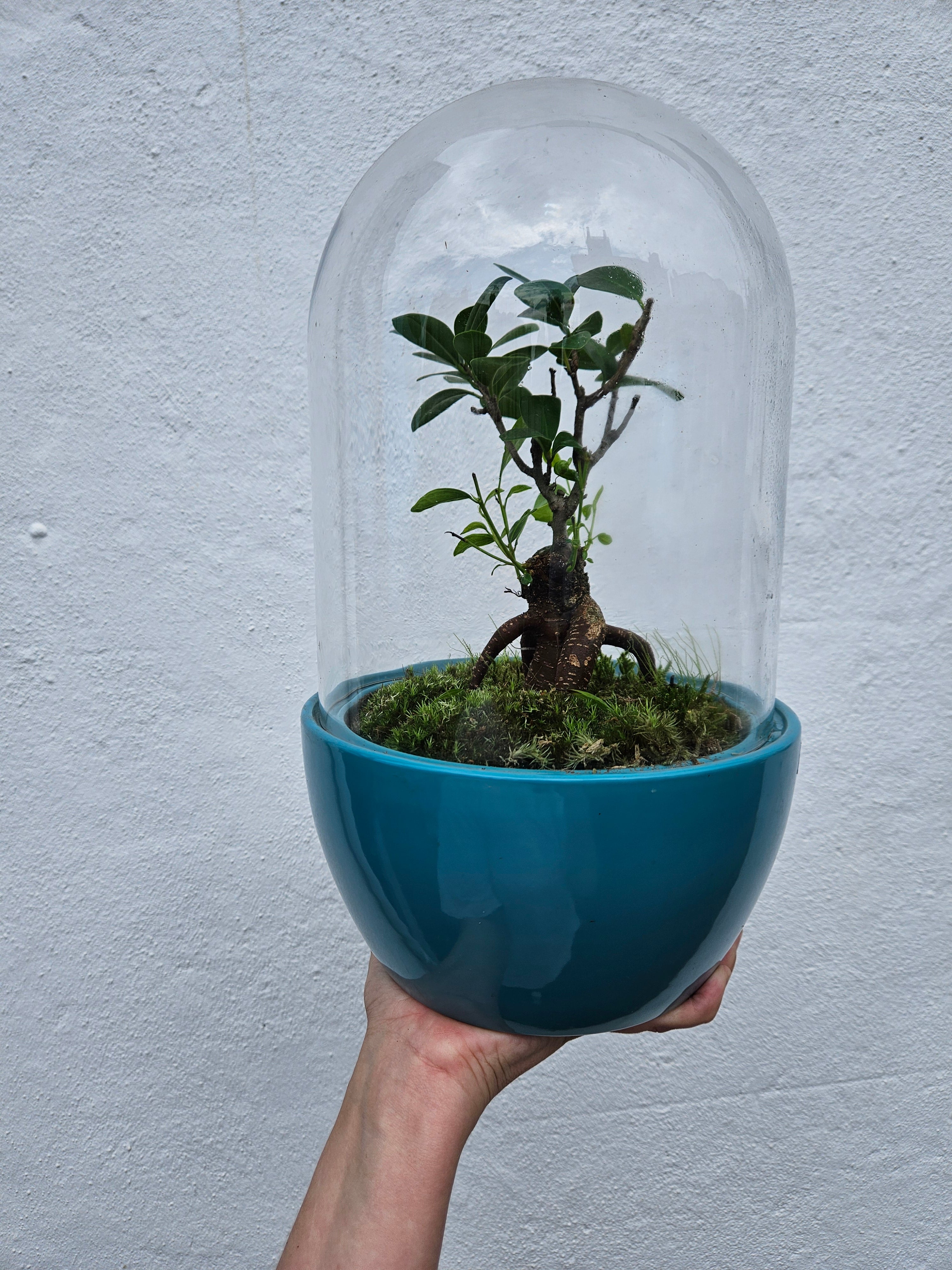 Cloche Style Terrarium (Closed Terrarium)