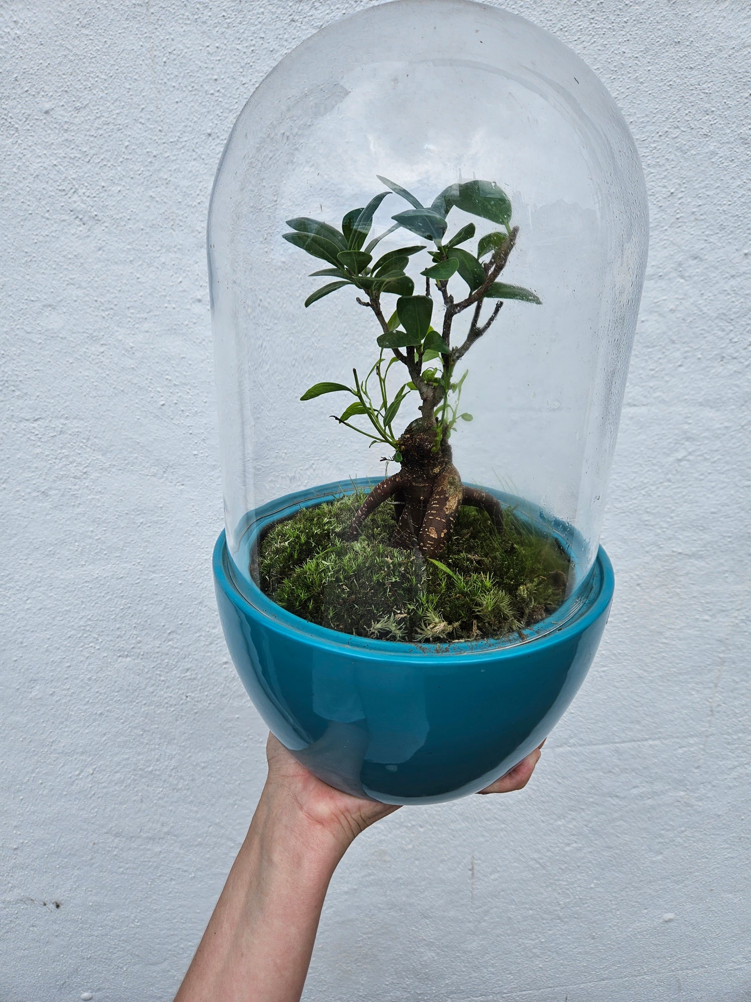 Cloche Style Terrarium (Closed Terrarium)