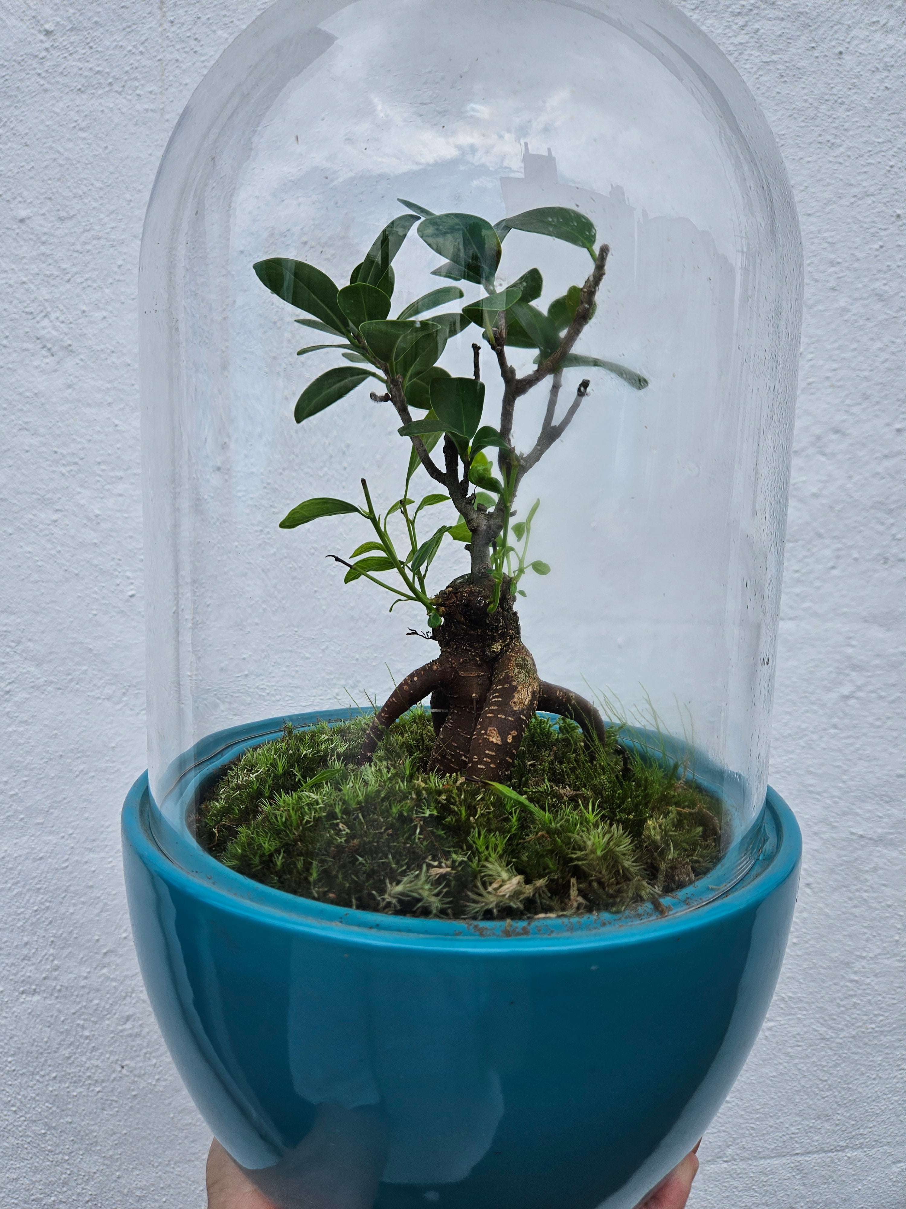 Cloche Style Terrarium (Closed Terrarium)