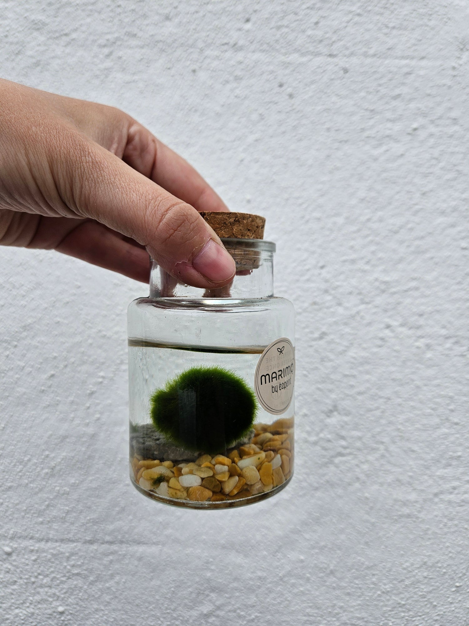 Cladophora aegagropila - Marimo moss balls!