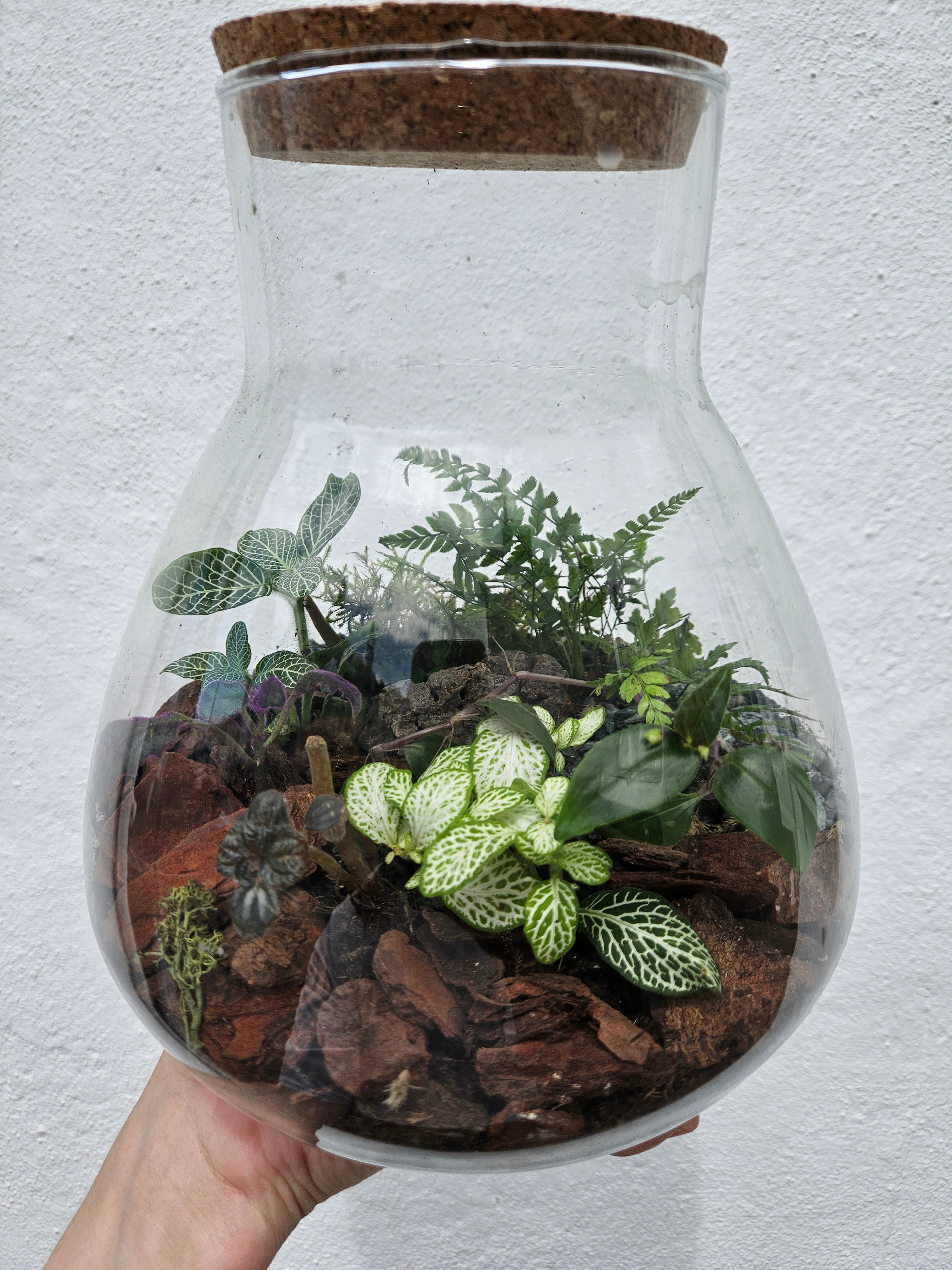 Large Conical Closed Terrarium