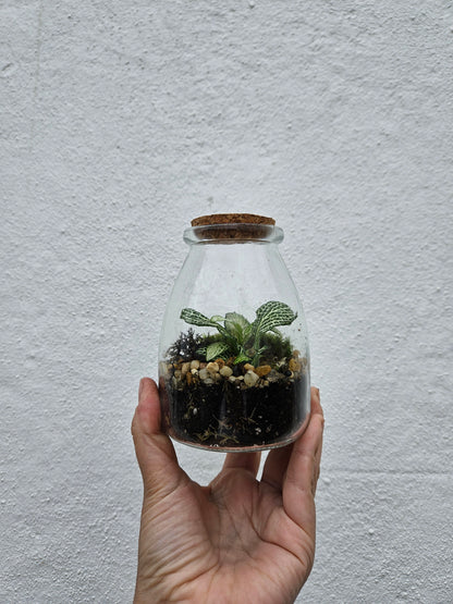 Mini closed terrarium with cork