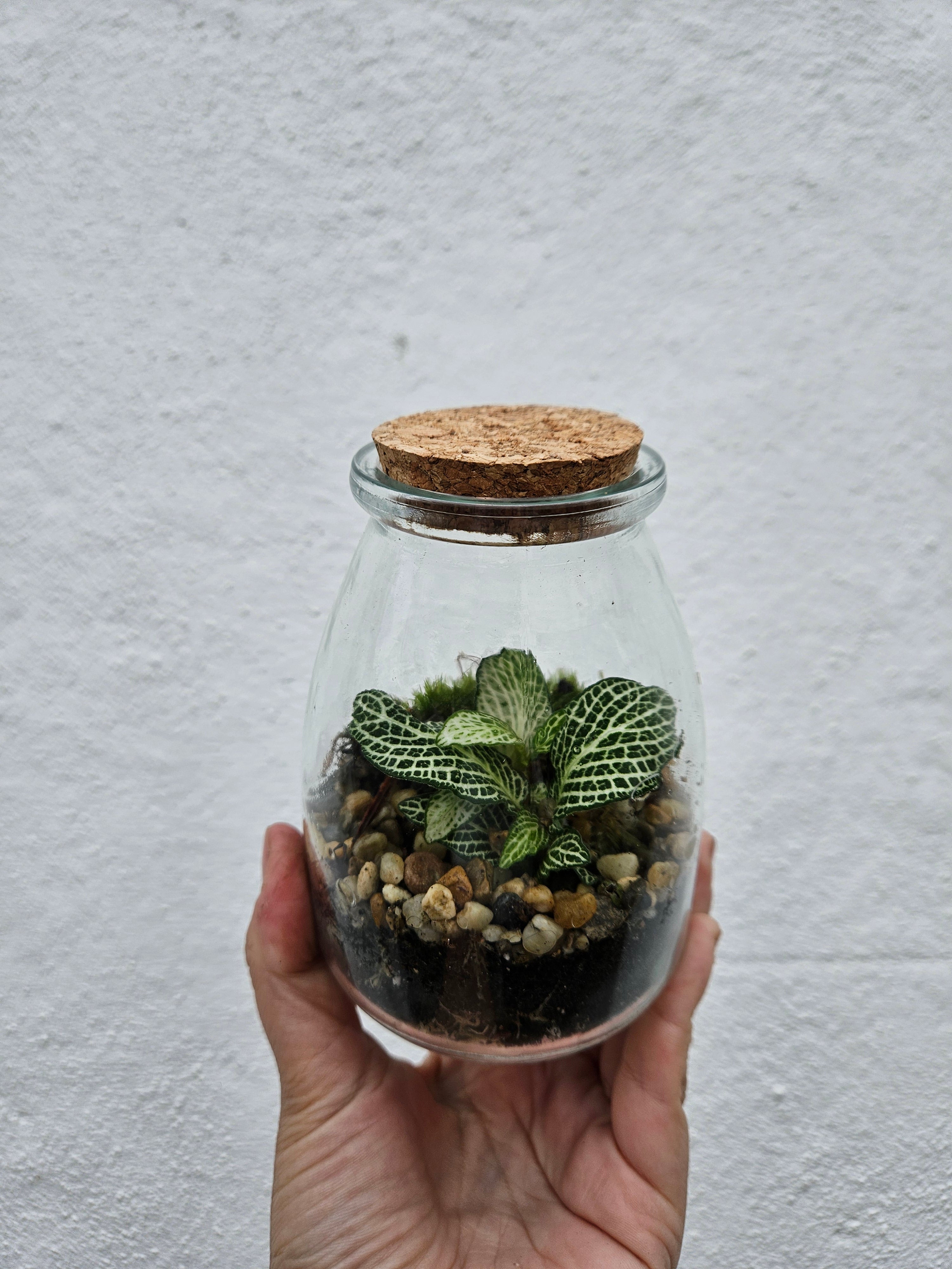 Mini closed terrarium with cork