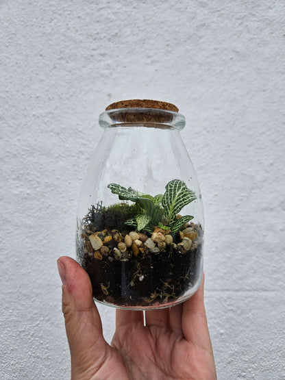 Mini closed terrarium with cork