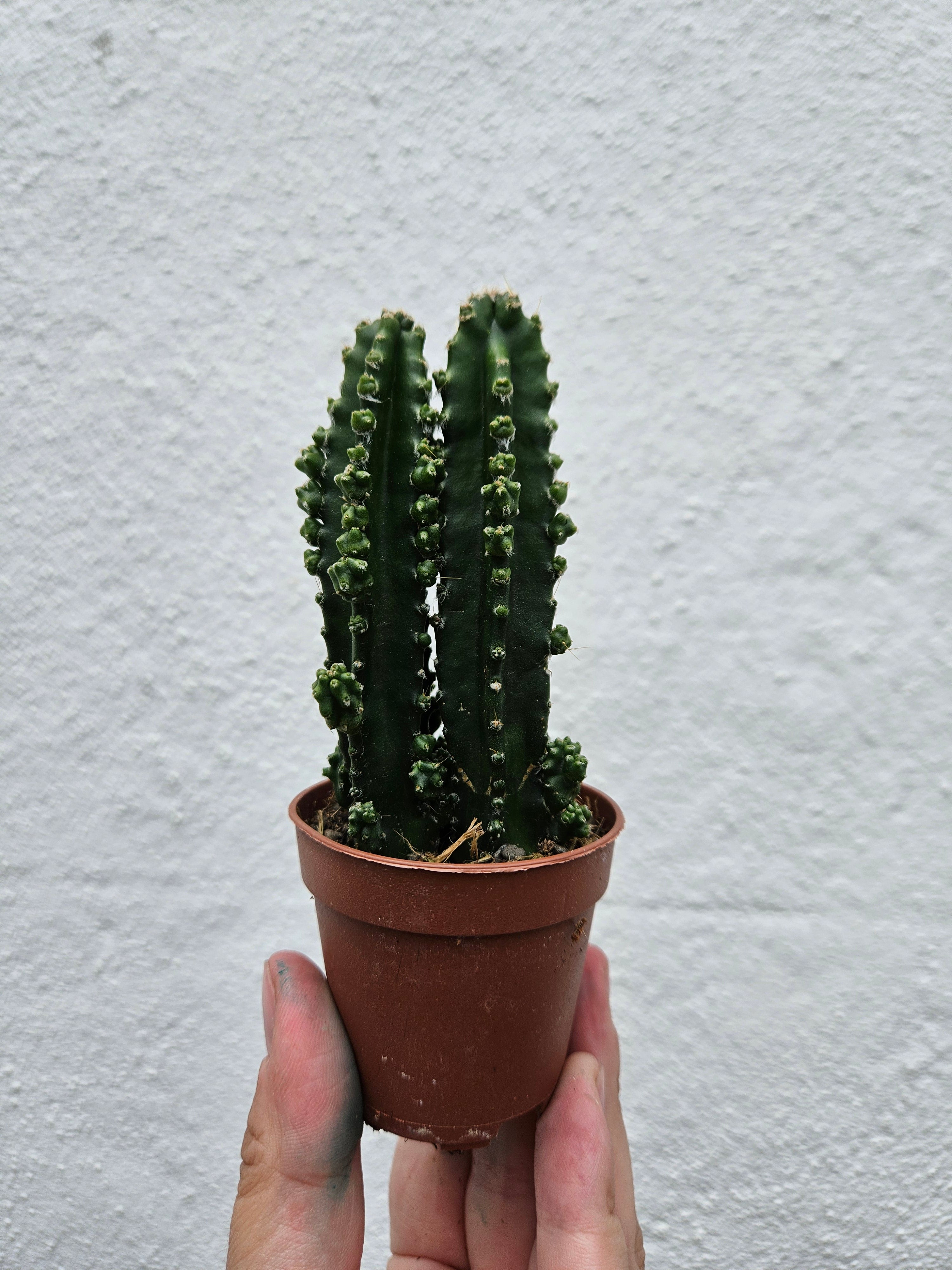 Cereus peruvianus (Peruvian apple cactus)