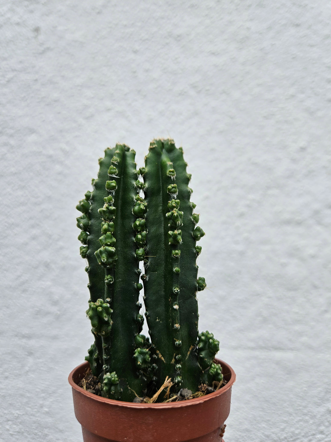 Cereus peruvianus (Peruvian apple cactus)