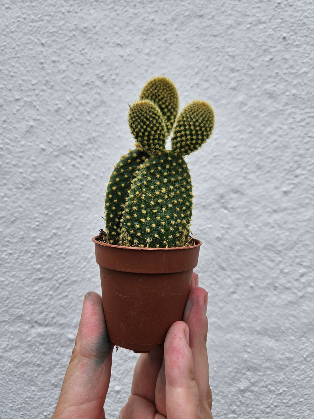 Opuntia microdasys Varieties (Bunny ear/ Angel wing cactus)